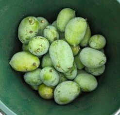 Veredelte Indianerbanane `Tropical Treat´ Asimina Triloba