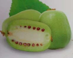 Bayern-Kiwi `Issai´ (selbstfruchtbar) Actinidia Arguta `Issai´ -Garten Genuss Issai Kiwi