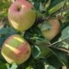 James Grieve Malus Domestica -Garten Genuss James Grieve1