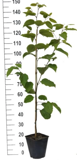 Japanischer Rosinenbaum Hovenia Dulcis -Garten Genuss Japanischer rosinenbaum weiss