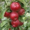Säulenapfel Jarle ® Malus Domestica -Garten Genuss Jarle