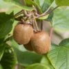 Kiwi Jenny (selbstfruchtbar) Actinidia Chinensis `Jenny´ -Garten Genuss Jenny