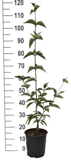 Großfrüchtige Kornelkirsche `Jolico´ Cornus Mas `Jolico´ -Garten Genuss Jolico Kornelkirsche weiss