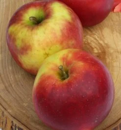 Jonagold Malus Domestica -Garten Genuss JonagoldWn5eYll60YllE