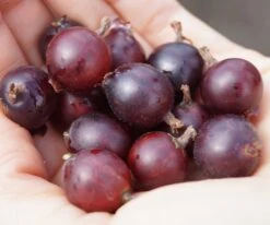 Jochelbeere Ribes X Nidrigolaria -Garten Genuss Jostabeere