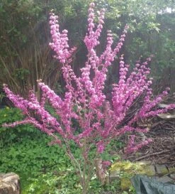 Judasbaum Cercis Siliquastrum 9 Judasbaum Cercis Siliquastrum -Garten Genuss Judasbaum