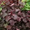 Judasbaum `Forest Pansy´ Cercis Canadensis 1 Judasbaum `Forest Pansy´ Cercis Canadensis -Garten Genuss Judasbaum Forest pansy