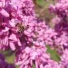 Judasbaum Cercis Siliquastrum -Garten Genuss Judasbaum mit biene