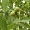 Kompaktwachsende Walnuss `Europa´ Juglans Regia `Europa´ -Garten Genuss Juglans Europa