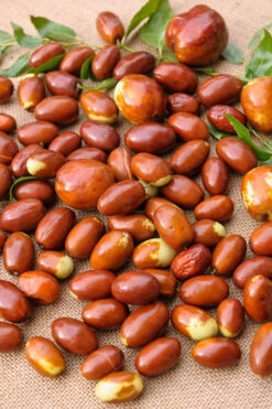 Jujube / Chinesische Dattel / Brustbeere `Li´ Ziziphus Jujuba -Garten Genuss Jujube