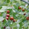 Jujube / Chinesische Dattel / Brustbeere `Li´ Ziziphus Jujuba -Garten Genuss Jujube erweiterte Lizenz