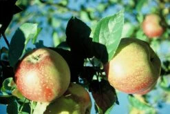 Kaiser Wilhelm Malus Domestica 7 Kaiser Wilhelm Malus Domestica -Garten Genuss KaiserWilhelm7