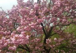 Zierkirsche `Kanzan´ Prunus Serrulata `Kanzan´ -Garten Genuss Kanzan Kirsche