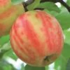 Karneval Ⓢ Malus Domestica `Karneval´ 2 Karneval Ⓢ Malus Domestica `Karneval´ -Garten Genuss Karneval Apfel