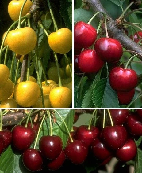 Mehrsorten-Kirschbaum (versch. Varianten) Prunus Avium 3 Mehrsorten-Kirschbaum (versch. Varianten) Prunus Avium