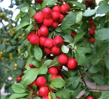 Kirschpflaume Prunus Cerasifera 4 Kirschpflaume Prunus Cerasifera – Bild 2