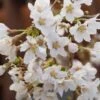 Zwerg-Zierkirsche `Kojou-no-mai´ Prunus Incisa `Kojou-no-mai´ -Garten Genuss Kojou no mai