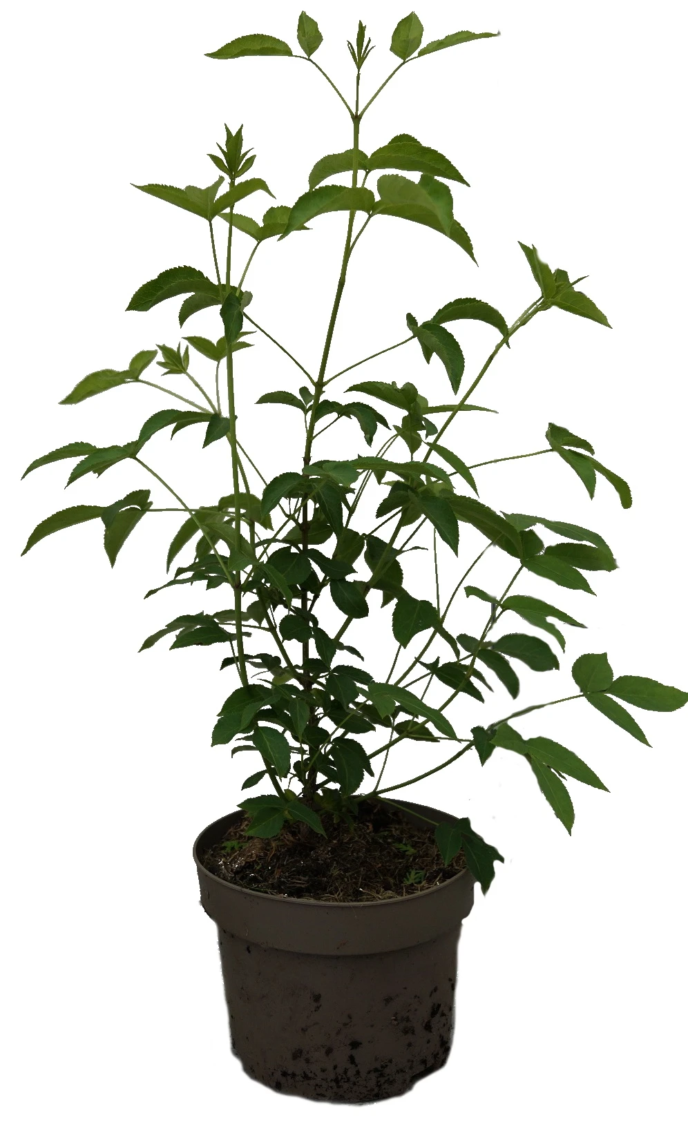 Kolchische Pimpernuss Staphylea Colchica 6 Kolchische Pimpernuss Staphylea Colchica – Bild 4