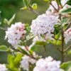 Koreanischer Duft-Schneeball Viburnum Carlesii -Garten Genuss Korea Schneeball