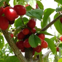 Großfrüchtige Kornelkirsche `Jolico´ Cornus Mas `Jolico´ -Garten Genuss Kornelkirsche jolico