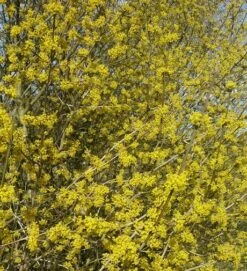 Großfrüchtige Kornelkirsche `Schönbrunner Gourmet Dirndl´ Cornus Mas `Schönbrunner Gourmetdirndl´ 9 Großfrüchtige Kornelkirsche `Schönbrunner Gourmet Dirndl´ Cornus Mas `Schönbrunner Gourmetdirndl´ -Garten Genuss Kornelkirschen