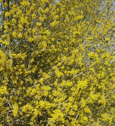 Großfrüchtige Kornelkirsche `Schönbrunner Gourmet Dirndl´ Cornus Mas `Schönbrunner Gourmetdirndl´ 5 Großfrüchtige Kornelkirsche `Schönbrunner Gourmet Dirndl´ Cornus Mas `Schönbrunner Gourmetdirndl´ – Bild 3