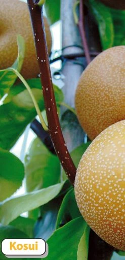 Nashi Kosui Pyrus Pyrifolia `Kosui´ 9 Nashi Kosui Pyrus Pyrifolia `Kosui´ -Garten Genuss Kosui