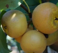 Nashi Hakko Pyrus Pyrifolia `Hakko´ -Garten Genuss Kosui Fr chte August