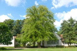 Lebkuchenbaum / Katsurabaum Cercidiphyllum Japonicum -Garten Genuss Lebkuchenbaum2