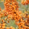 Sanddorn-Set - Männl. Und Weibl. Pflanze Hippophae Rhamnoides -Garten Genuss LeikoraJcriljNnxkTgm