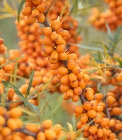 Sanddorn-Set - Männl. Und Weibl. Pflanze Hippophae Rhamnoides