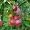Liberty Malus Domestica `Liberty´ 2 Liberty Malus Domestica `Liberty´ -Garten Genuss LibertyGLqknH9gbmiWk