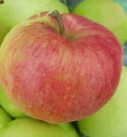 Garten Genuss -Garten Genuss Ligol