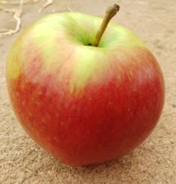 Garten Genuss 13 Ligol Malus Domestica `Ligol´