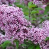 Zwerg-Duft-Flieder `Lillifee´® Syringa Meyeri `Lillifee´ -Garten Genuss Lillifee Kordes Jungpflanzen
