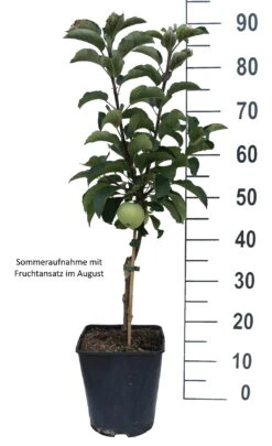 Zwergapfel Maloni® `Lilly´® Malus Domestica `Lilly´ -Garten Genuss Lilly weiss