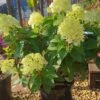 Rispenhortensie `Little Lime®´ Hydrangea Paniculata `Little Lime´ 2 Rispenhortensie `Little Lime®´ Hydrangea Paniculata `Little Lime´ -Garten Genuss Limelight Hortensie