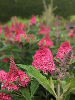 Schmetterlingsflieder Butterfly Candy® (versch. Farben) Buddleja Davidii -Garten Genuss Little Ruby