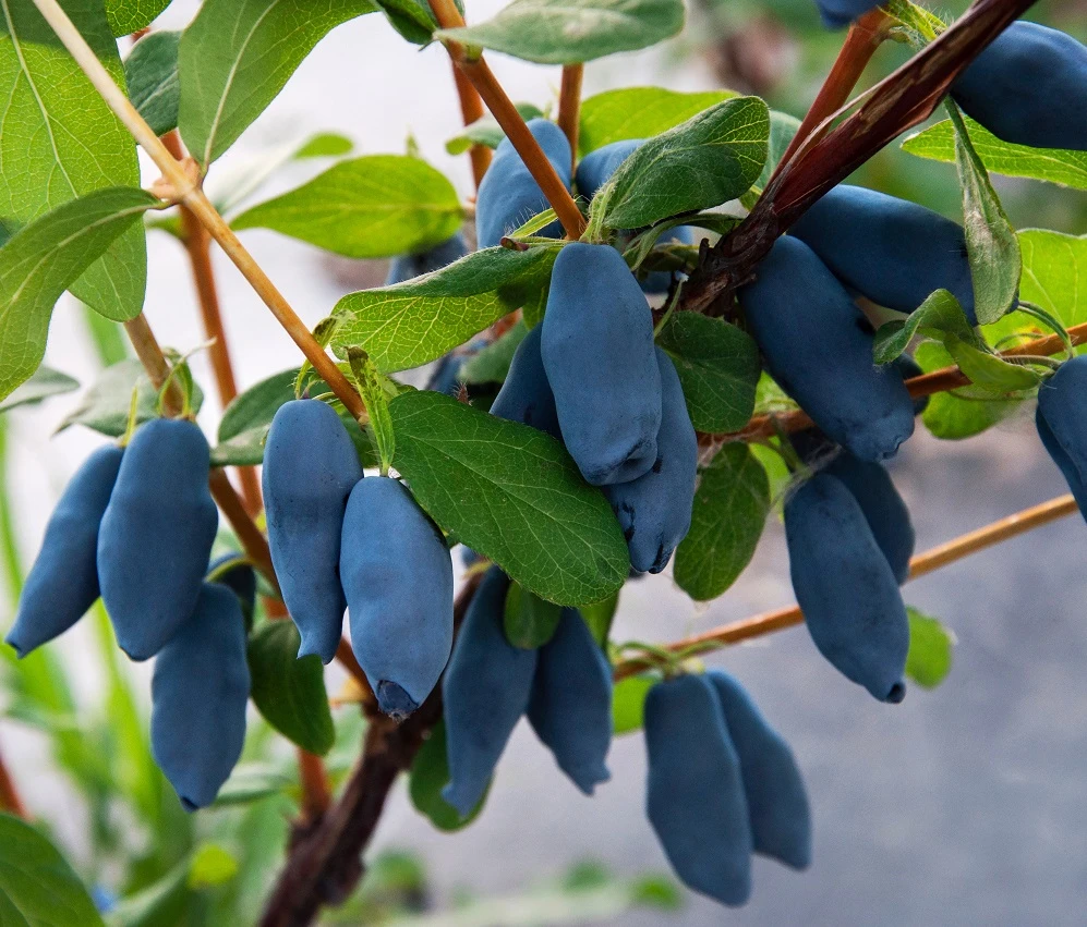 Honigbeere / Maibeere `Aurora´ Lonicera Caerulea `Aurora´ 3 Honigbeere / Maibeere `Aurora´ Lonicera Caerulea `Aurora´