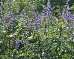 Mönchspfeffer Vitex Agnus Castus 16 Mönchspfeffer Vitex Agnus Castus -Garten Genuss M nchpfeffer 3