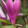 Purpur-Magnolie `Susan´ Magnolia Liliiflora `Susan´ -Garten Genuss Magnolia Susan