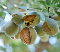 Fruchtmandel `Palatina®´ Prunus Amygdalus