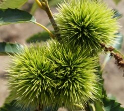 Esskastanie `Maraval´ Castanea Sativa `Maraval´ -Garten Genuss Maraval5b62cdb854980