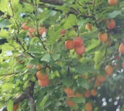 MilankaⓇ Bunte Kirschpflaume Prunus Cerasifera `Milanka´ -Garten Genuss Milanka Frucht