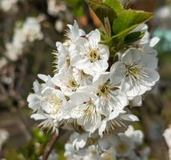 Zwergsauerkirsche Morellini Prunus Cerasus `Morellini´ -Garten Genuss Morellini Bl te 1