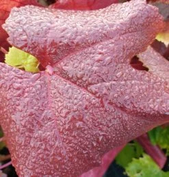 Blauer Muskateller Vitis `Blauer Muskateller´ 10 Blauer Muskateller Vitis `Blauer Muskateller´ -Garten Genuss Muskateller herbstf rbung