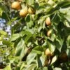 Nashi `Naddel Pear´ (Halbstamm Wurzelnackt) Pyrus Pyrifolia 1 Nashi `Naddel Pear´ (Halbstamm Wurzelnackt) Pyrus Pyrifolia -Garten Genuss Naddel Pear1