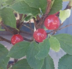 Nankingkirsche `Orient´ Prunus Tomentosa Orient -Garten Genuss Nankingkirsche Frucht