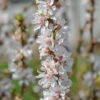 Nankingkirsche `Orient´ Prunus Tomentosa Orient 2 Nankingkirsche `Orient´ Prunus Tomentosa Orient -Garten Genuss Nankingkirsche Orient