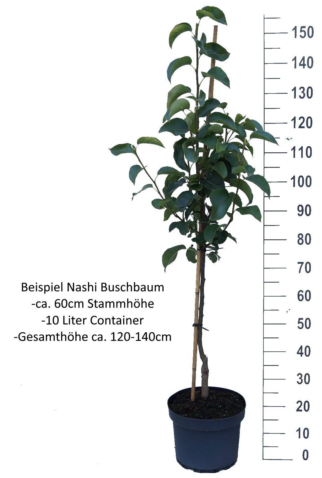 Nashi Kosui Pyrus Pyrifolia `Kosui´ 7 Nashi Kosui Pyrus Pyrifolia `Kosui´ – Bild 5